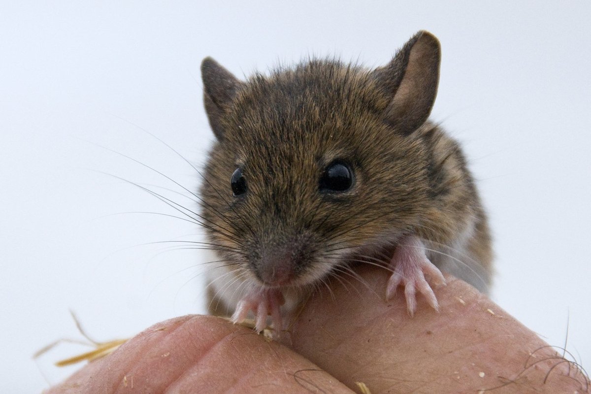 Wood Mouse